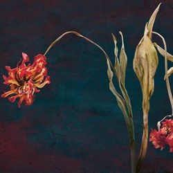Tulpen