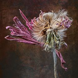 Gerbera