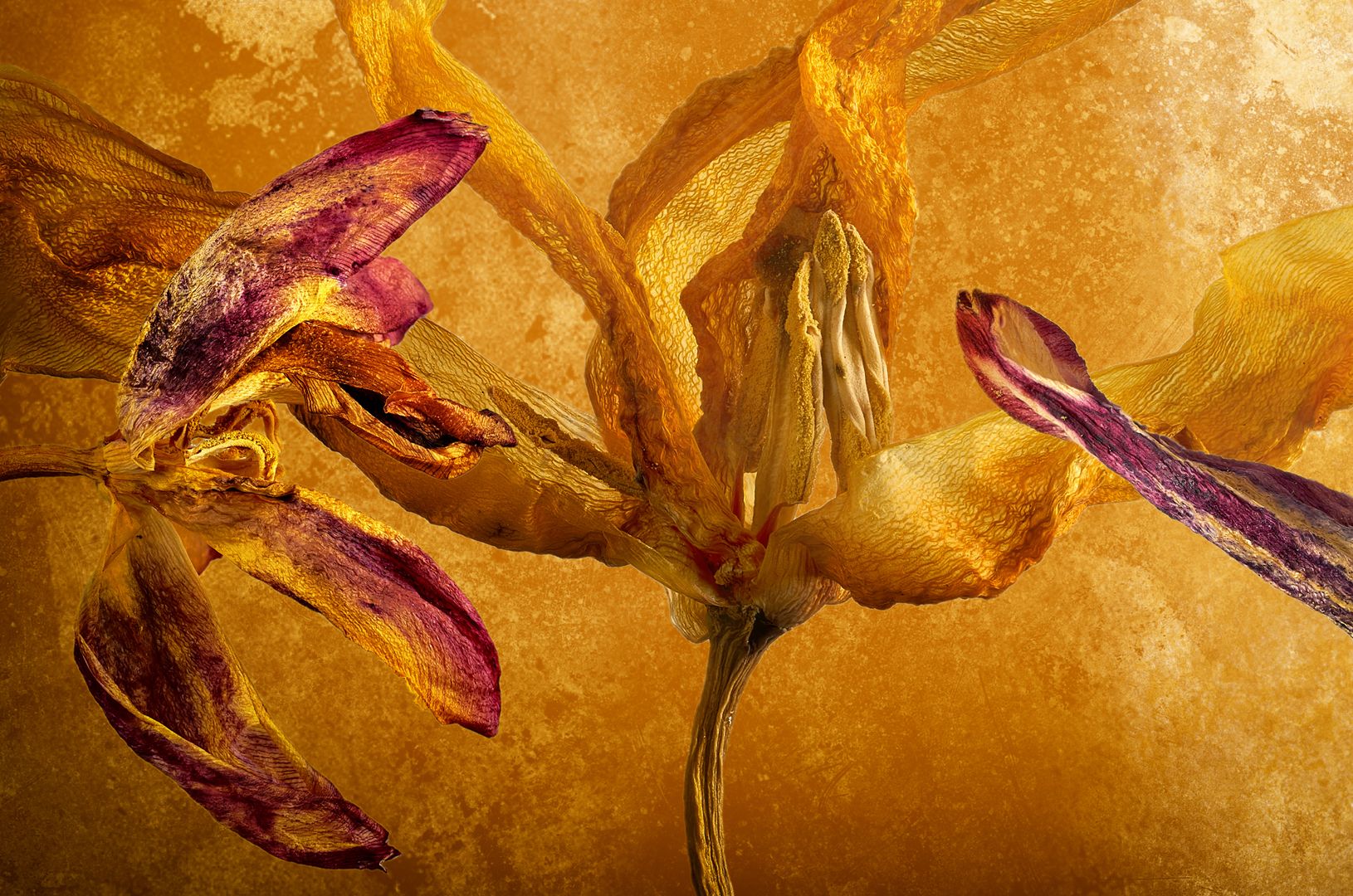 Tulpen Detailansicht