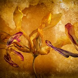 Tulpen