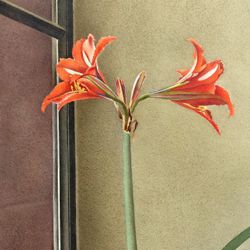 Blumenstillleben, Amaryllis