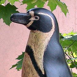 Humboldt-Pinguin-Familie