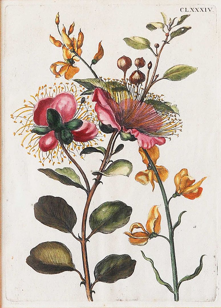 Große Kapern=Blüte benebst Kunschroten 