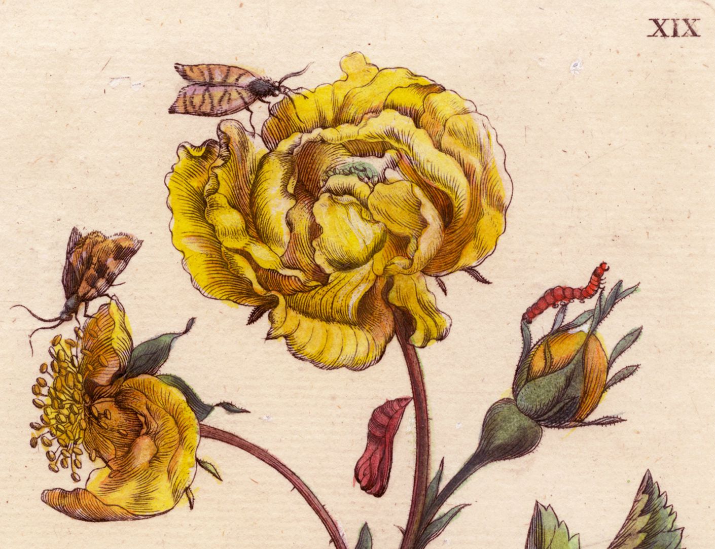 Rose obere Blatthälfte, Detail