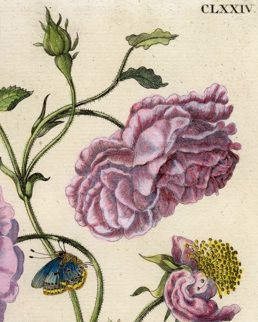 Holländische Rose rechte Blatthälfte, Detail