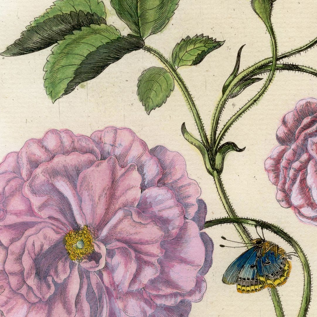 Holländische Rose linke Blatthälfte, Detail