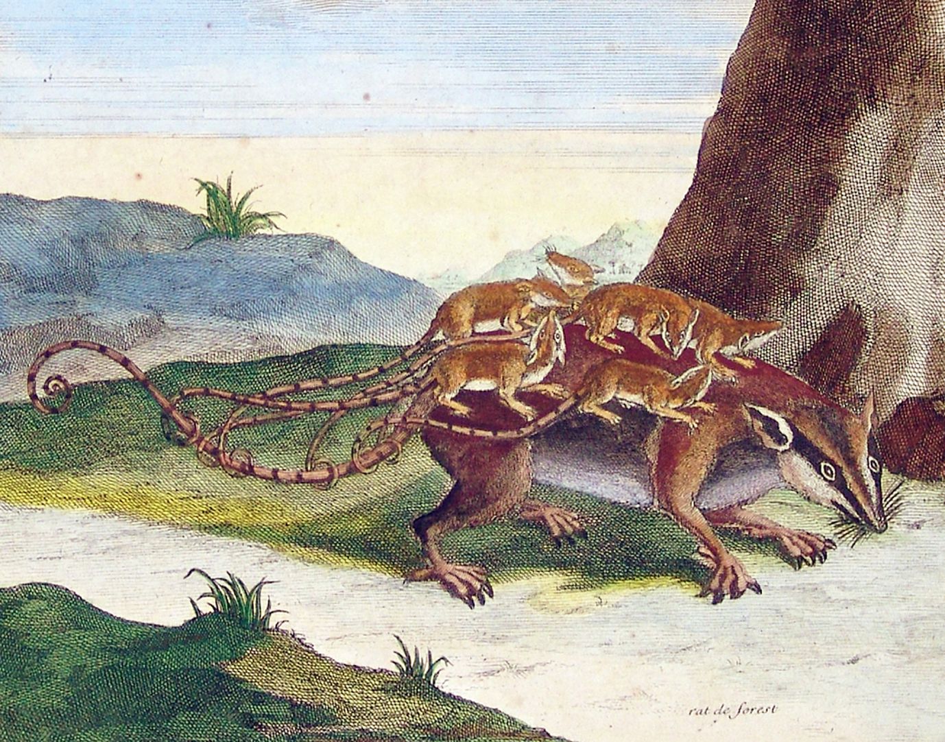 Opossum untere Blatthälfte, Detail