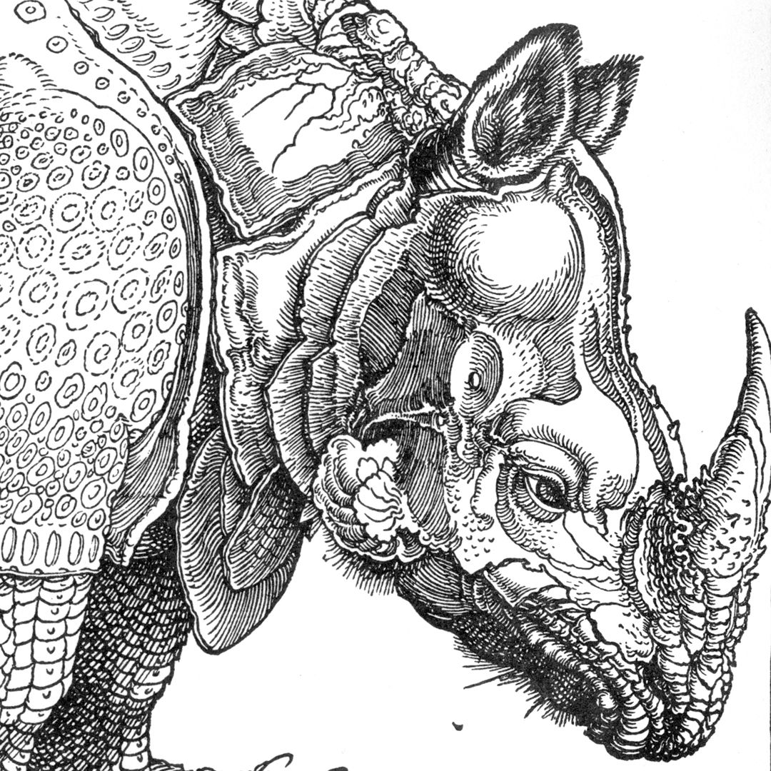 Rhinocerus Kopf des Tieres