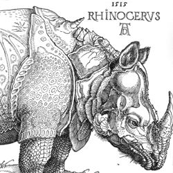 Rhinocerus